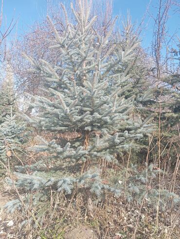 Декоративные деревья: Саженцы деревьев: Ели — 10