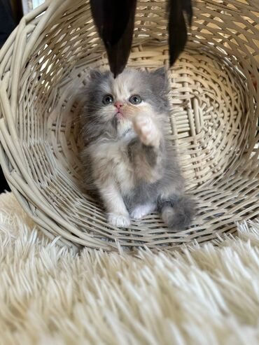 Pişiklər: Şotland yastı qulaq, Erkək, Dişi, Yaxşı əllərə, Ünvandan götürmə, Pulsuz çatdırılma, Ödənişli çatdırılma — 193