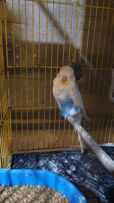 Tutuquşları: Cex cütlük altında 4 balasi ilə qefes yuva hər bir şeyli hazır quslar — 5