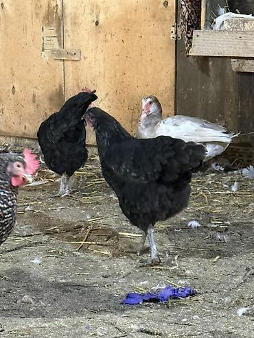 toyuq qiyməti: Toyuq, Australorp, Yumurtalıq — 4
