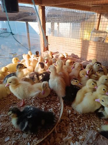 lavanda ördəyi: # 🦆 ÖRDƏK BALALARI SATIŞDA! 🦆 🐣 **Sağlam, aktiv və keyfiyyətli ördək — 3