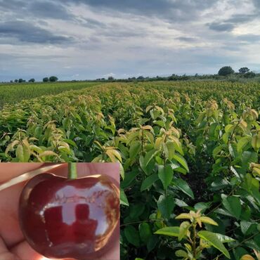 Ağaclar: Yalnız bizim təsərfatimizda bölgələrə uyğun olaraq ağacların kok — 25