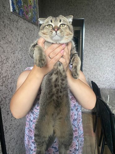 шотландская вислоухая кошка фото цена: Скотиш Фолд (Шотландская вислоухая), 5 месяцев, Мальчик, Золотая шиншилла, Приучена к лотку, Проглистована, С прививками