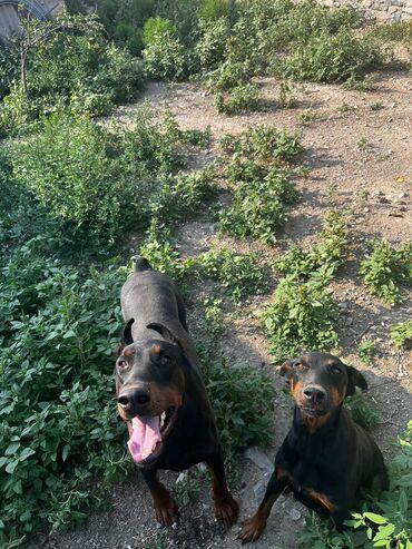 labrador itleri: Собаки