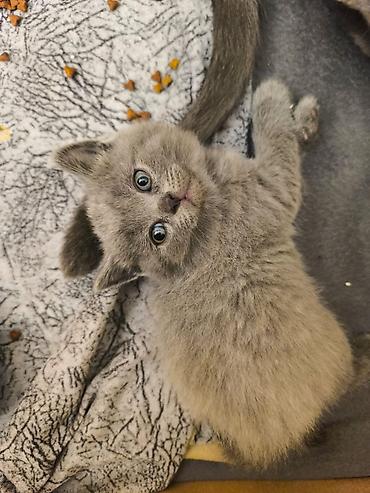 Pişiklər: Britan, Yaxşı əllərə — 1