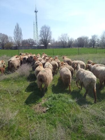 продажа гиссарских баранов: Продаю | Овца (самка) | Гиссарская, Арашан | Для разведения | Котные, Матка