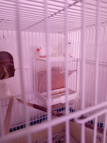 Hazr bala verən cüt düm ağ amadin, tam sağlam aktiv quşdu. Real alıcı