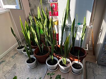 Сансевиерия (Щучий хвост, Sansevieria trifasciata) в горшках. -