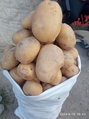 кормовая картошка: Картошка Джелли
