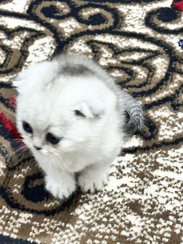 шотланская вислоухая кошка: Шотландский вислоухий котёнок (Scottish Fold) - Окрас: шиншилла — 4