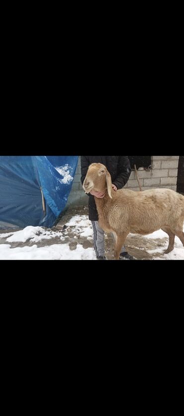 Бараны, овцы: Продаю | Овца (самка) | Арашан | Для разведения | Ярка — 11