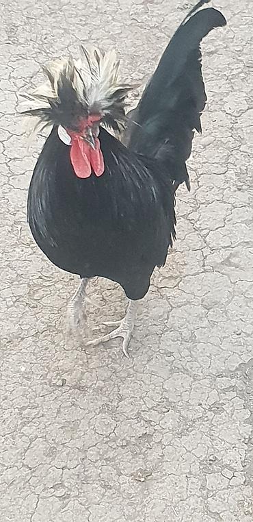 Toyuqlar: Toyuq, Damazlıq — 1