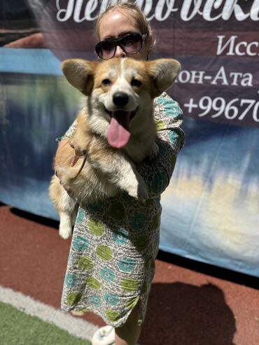 собаки кангал: Продается чистокровный щенок вельш корги пемброк от родителей