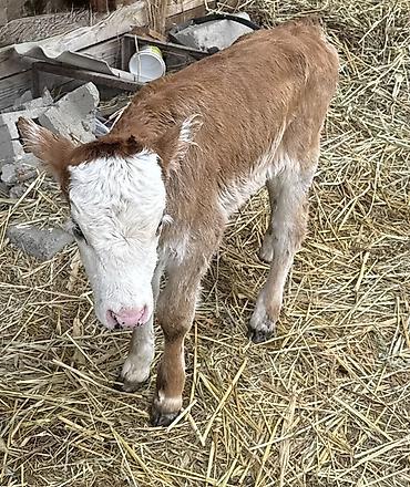 Коровы, быки: Продаю | Тёлка | На откорм — 7