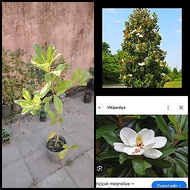 hilba bitkisi nedir: Magnolia — 2