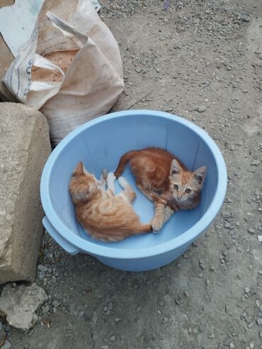 qurban bayrami qoyun sekilleri: Erkək, Yaxşı əllərə, Ünvandan götürmə