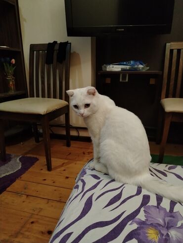 Pişiklər: Şotland yastı qulaq, Erkək, Yaxşı əllərə, Ünvandan götürmə — 13