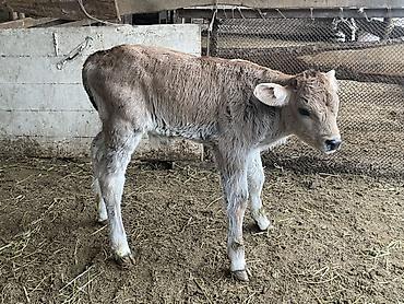 Коровы, быки: Продаю | Бык (самец), Тёлка | Для разведения — 6