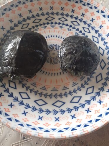 heyvan bazarı tap az: Черепахи аквариумные, красноухие,2 штуки,размер 8см и 6 см,каждая по