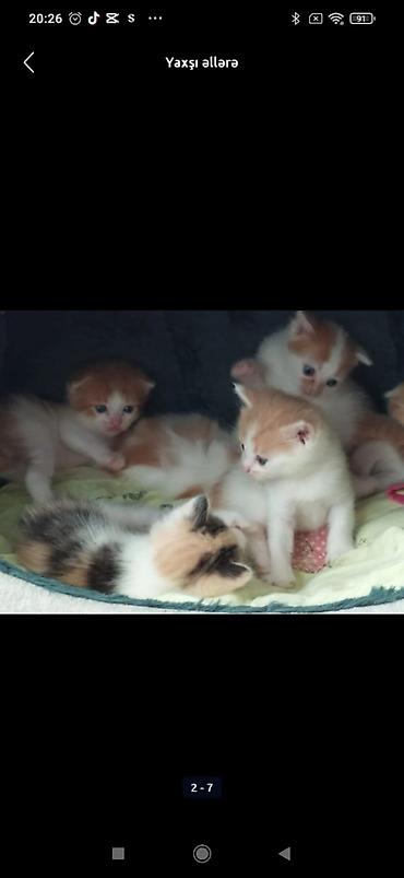 Pişiklər: Yaxşı əllərə, Ödənişli çatdırılma — 1