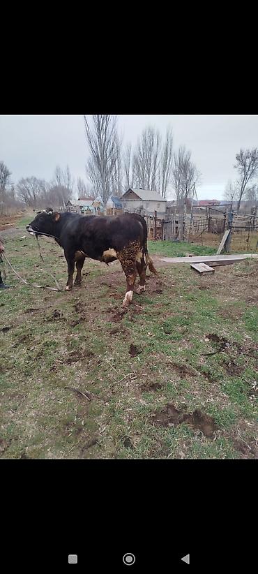 Коровы, быки: Продаю | Бык (самец) | Для разведения | Племенные — 6