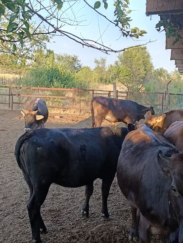 продаю музоо торпок корова самка бык самец айрширская ангус алатауская на забой для разведения на откорм племенные нетель привязанные: Сатам | Уй (ургаачы) | Көбөйтүү үчүн | Төл болгон жок