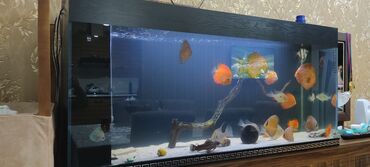 akvarium işıqları: Uzunluğu 130. eni38. hundürlük 60, şüşənin qalınlığı 1sm.tam