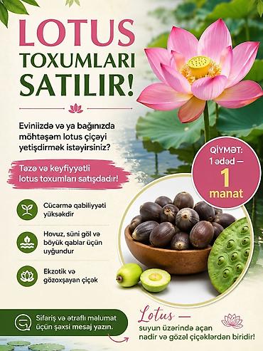 heyvan bazari: Lotos toxumu gətirdiy biri 1 manat, bazara gətirə bilərəm — 1