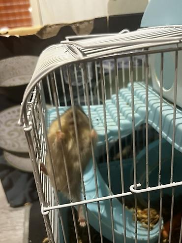 7 Hamster + qəfəs dəsti - Növbənöv xırda gəmirici üçün uyğun hamster