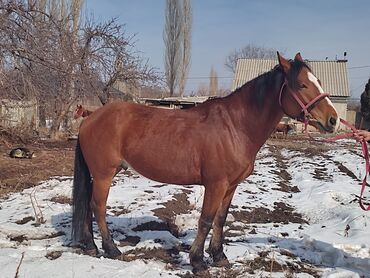 Продам с/х животных: Айгыр сатылат 8 жаш,бою 165.Кара Байыр. Буту колу таза,койгону мыкты