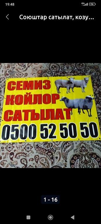 ак коён: Сатам | Кочкор (эркек) | Союуга, Көбөйтүү үчүн | Жасалма жол менен боозутуу — 1