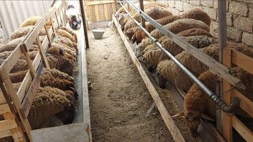 cau cau qiymeti: Erkək quzu 18 ədəd Super sağlam böyük erkək quzular satılır.bazar