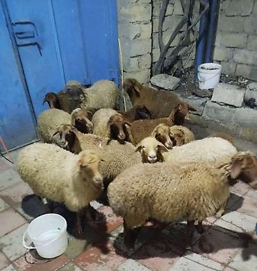 berde mal bazari: 13 dene quzu satılır biri erkekdi qalanı dişi, qiyməti 215 manat kom — 2