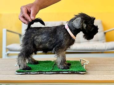 lepi psi: Odgajivačnica patuljastih šnaucera Pet House ima slobodno dva ženska — 7