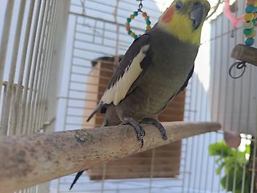 heyvan seksi.com: Nimfa (Cockatiel) tutuquşu – boz rəng, ağ qanad ləkələri, sarı çeper — 3