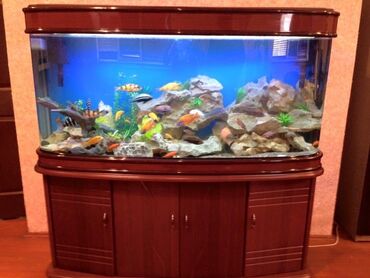 balıq yemi: Akvarium servisi temizlenmesi