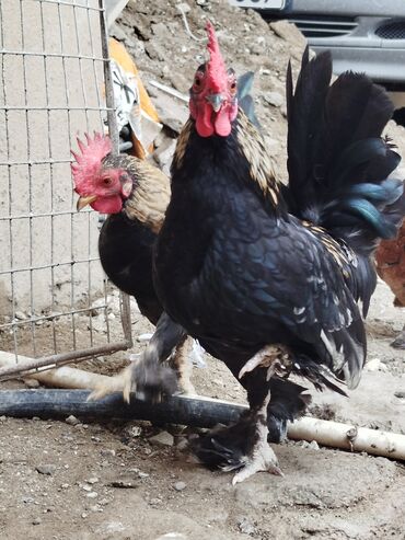 Toyuqlar: Toyuq, Damazlıq, Ünvandan götürmə — 8