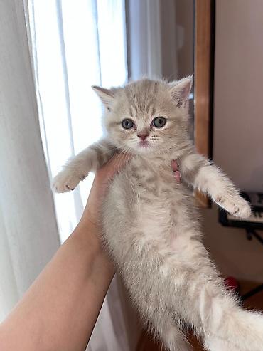 Кошки: Британская вислоухая — 7