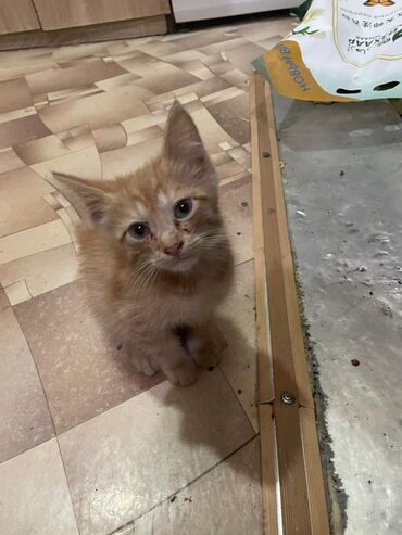 потерял кошелек с документами: Отдам котят в добрые руки, два котенка
