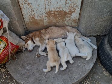 сколько стоит хаски в бишкеке: Хаски, 1 месяц, Самец