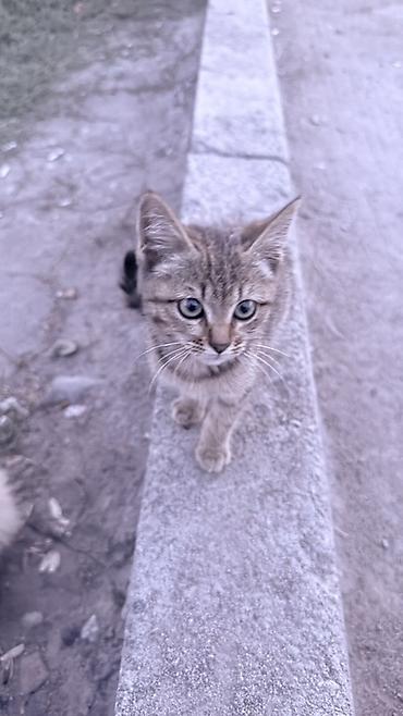 Отдам даром кошку: Кошка даром: Беспородная, 2 месяца, Девочка, Проглистована — 3