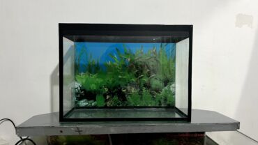 рыбы ош: Срочно срочно 
Аквариум 10 литр