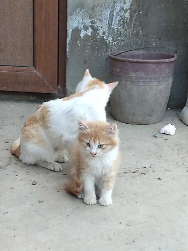Кошки: В добрые руки — 3