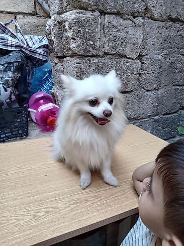 pomeranian it: Şpitz, 1 il, Dişi, Peyvəndli, Ünvandan götürmə — 3