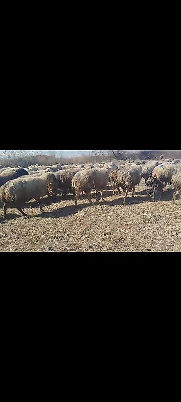 Qoyunlar, qoçlar: Dişi, il: 1, 50 kq, Damazlıq, Ünvandan götürmə -da lalafo.az — 11 Qoyunlar, qoçlar: Dişi, il: 1, 50 kq, Damazlıq, Ünvandan götürmə — 11