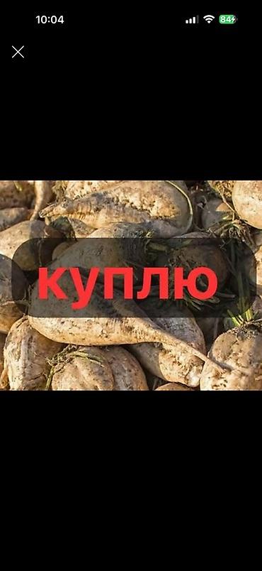 Семена и саженцы: Закупаю сахарную свёклу.
Для скатин можно с доставкой цену обгаварим — 1
