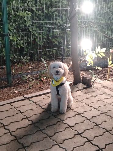 İtlər: Pudel, 8 ay, Erkek, Peyvəndli, Ünvandan götürmə — 8