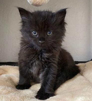 Продажа кошек: 🎁 Полностью домашние, к лотку и миске приучены (ну, почти — они — 7