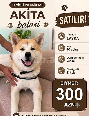 Akita-inu, 10 ay, Erkək, Pulsuz çatdırılma