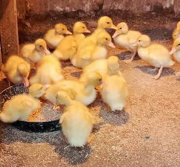 lal ordek satisi: Salam on beş günlük ördək balası Pekin ördəyi balasıdır 16 ədəddir